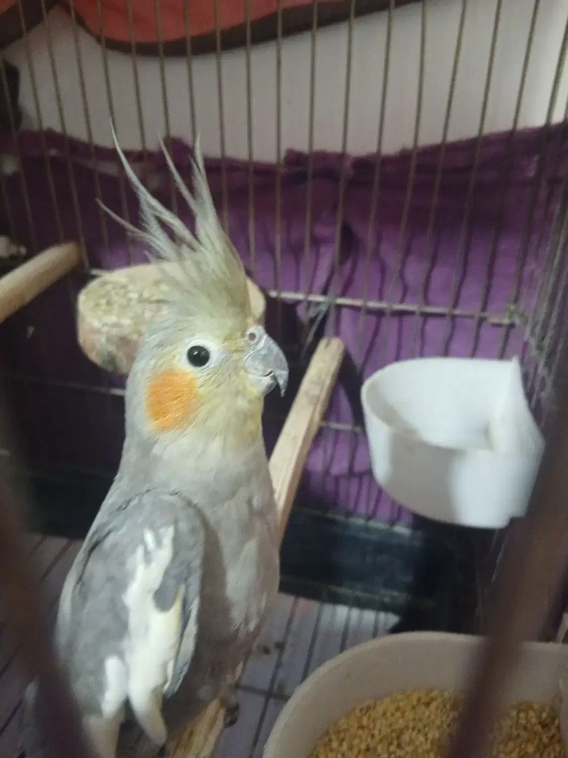 عروس|پرنده|تهران, خاک سفید|دیوار