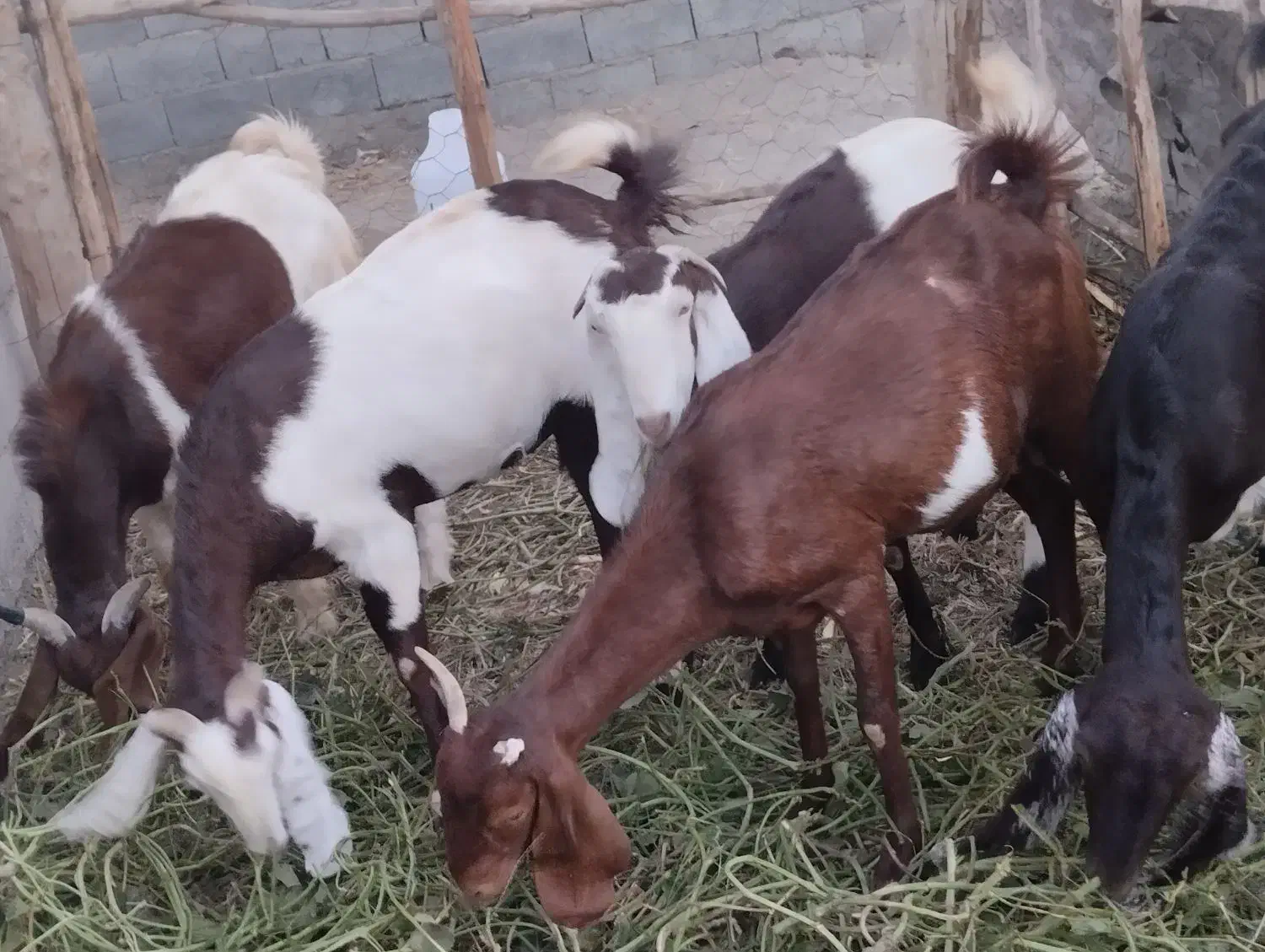 3عدد بز آبستن،2عدد بز دارای 4کهره و یک نرنده|حیوانات مزرعه|فاریاب, |دیوار