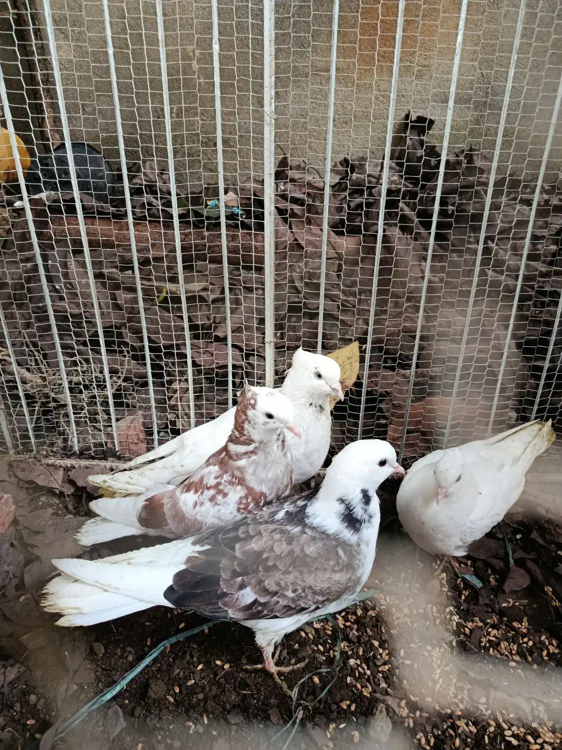 کبوتر خوش رنگ|پرنده|آمل, |دیوار