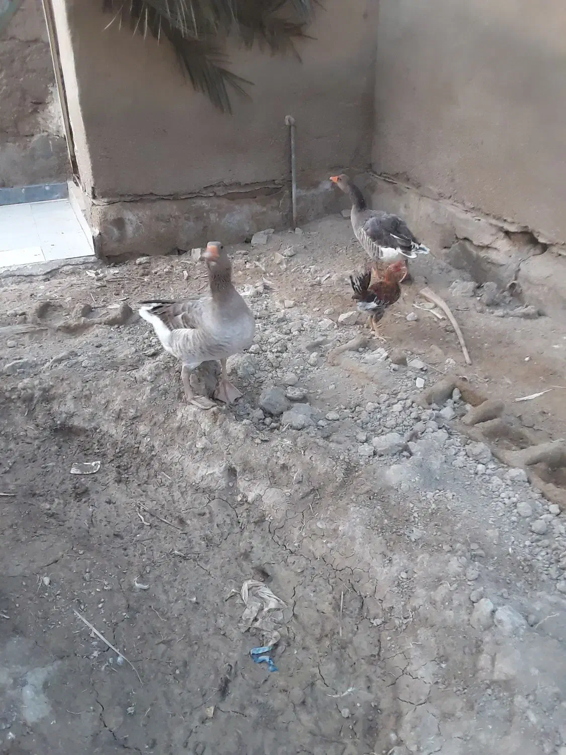 سلام غاز سرحال|حیوانات مزرعه|شادگان, |دیوار