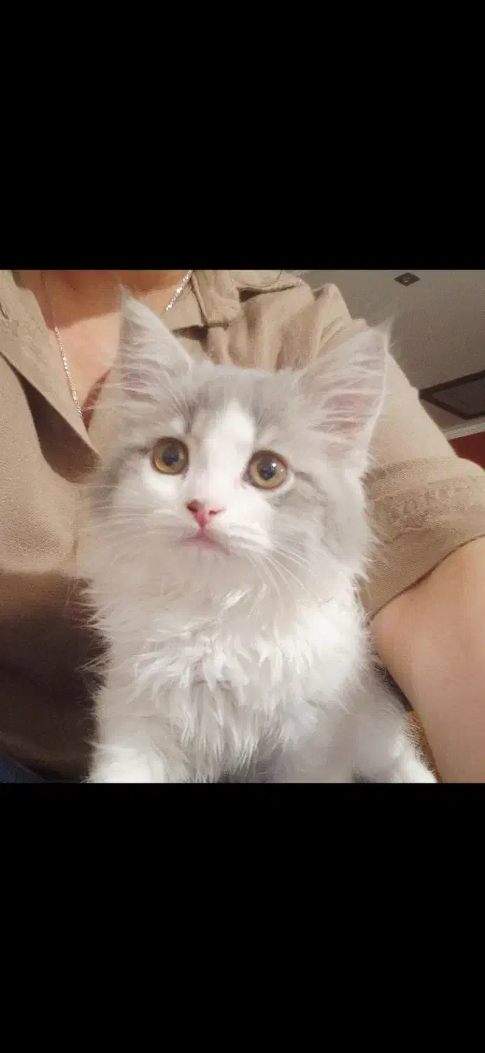 واگذاری گربه|گربه|ساری, |دیوار