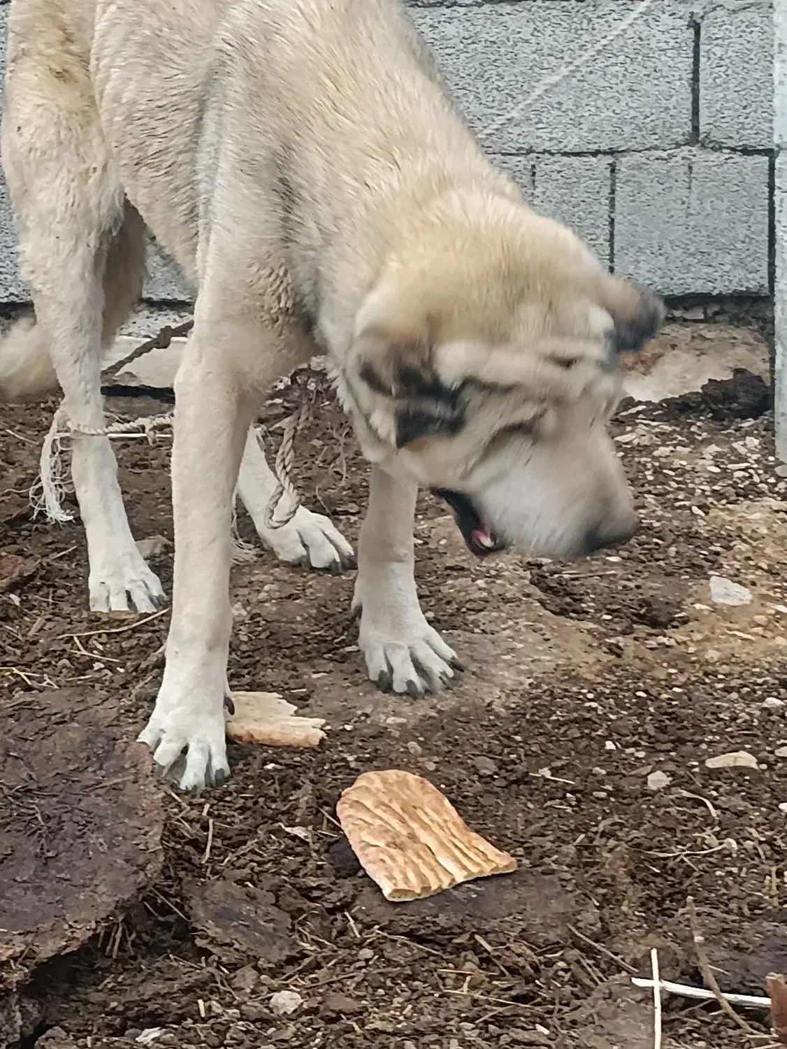 سگ پژدر و توله|سگ|خلخال, |دیوار