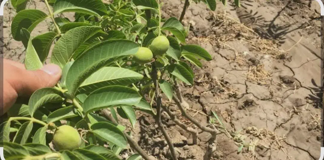 نهال گردو اصلاح شده|خدمات باغبانی و درختکاری|مهاباد (آذربایجان غربی), |دیوار