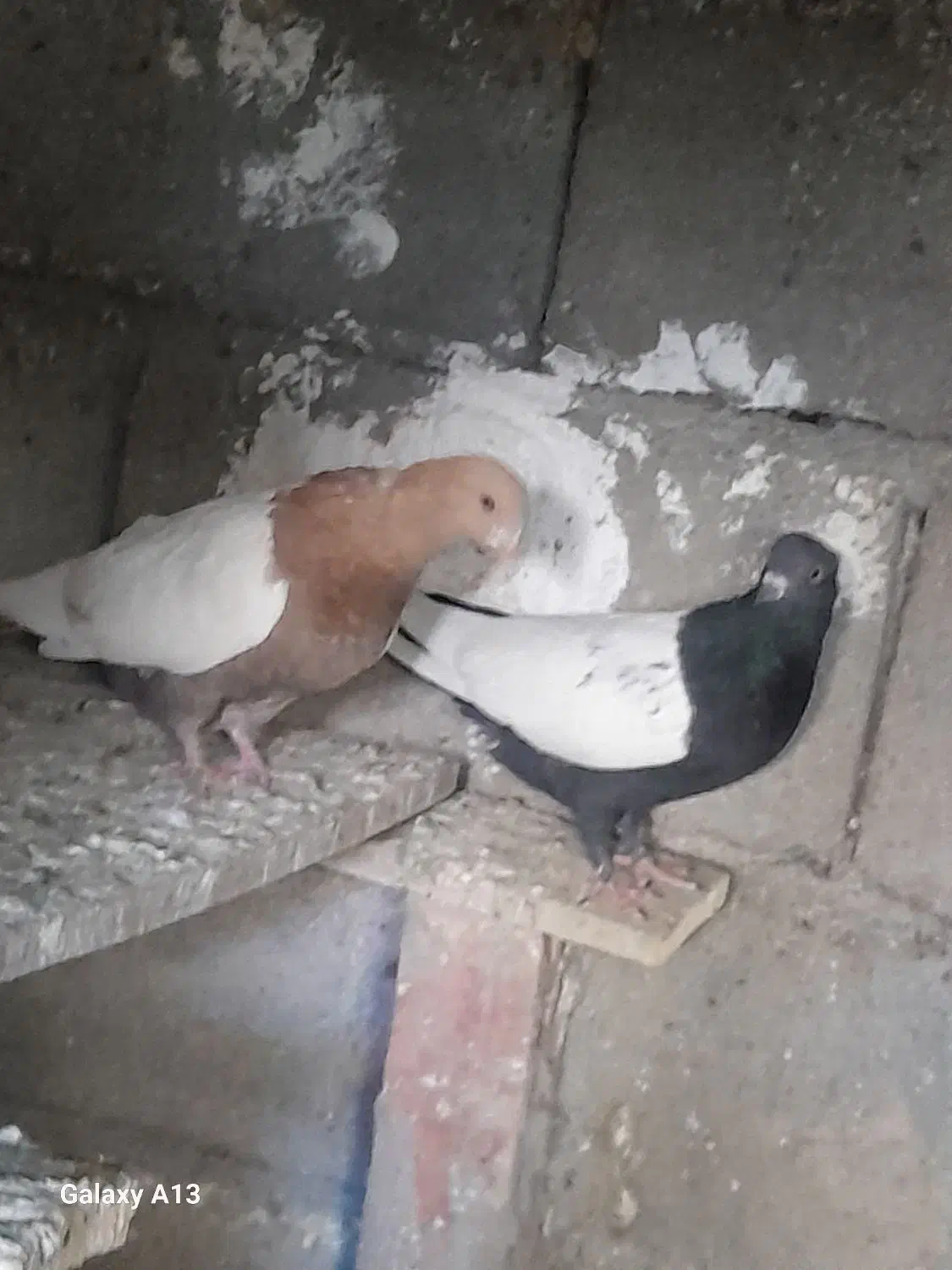 سینه سیاه وسینه زرد|پرنده|گلباف, |دیوار