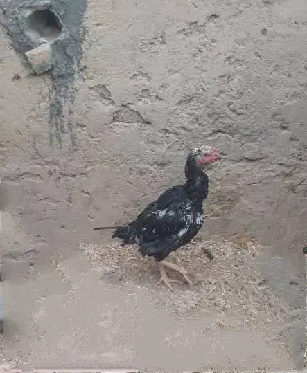 خروس ومرغ لاری اصل|حیوانات مزرعه|سمیرم, |دیوار