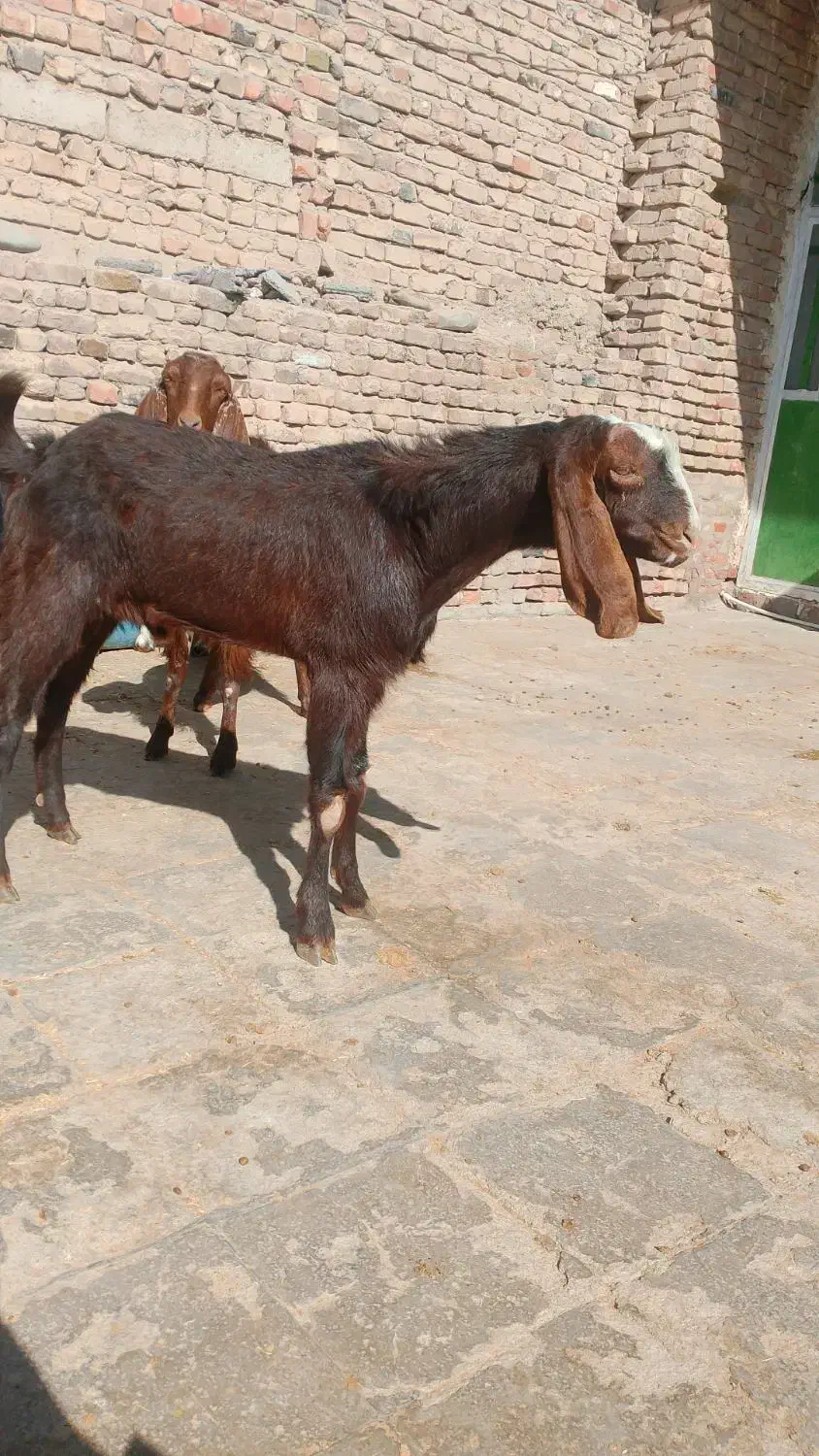 گوشت|حیوانات مزرعه|خاش, |دیوار