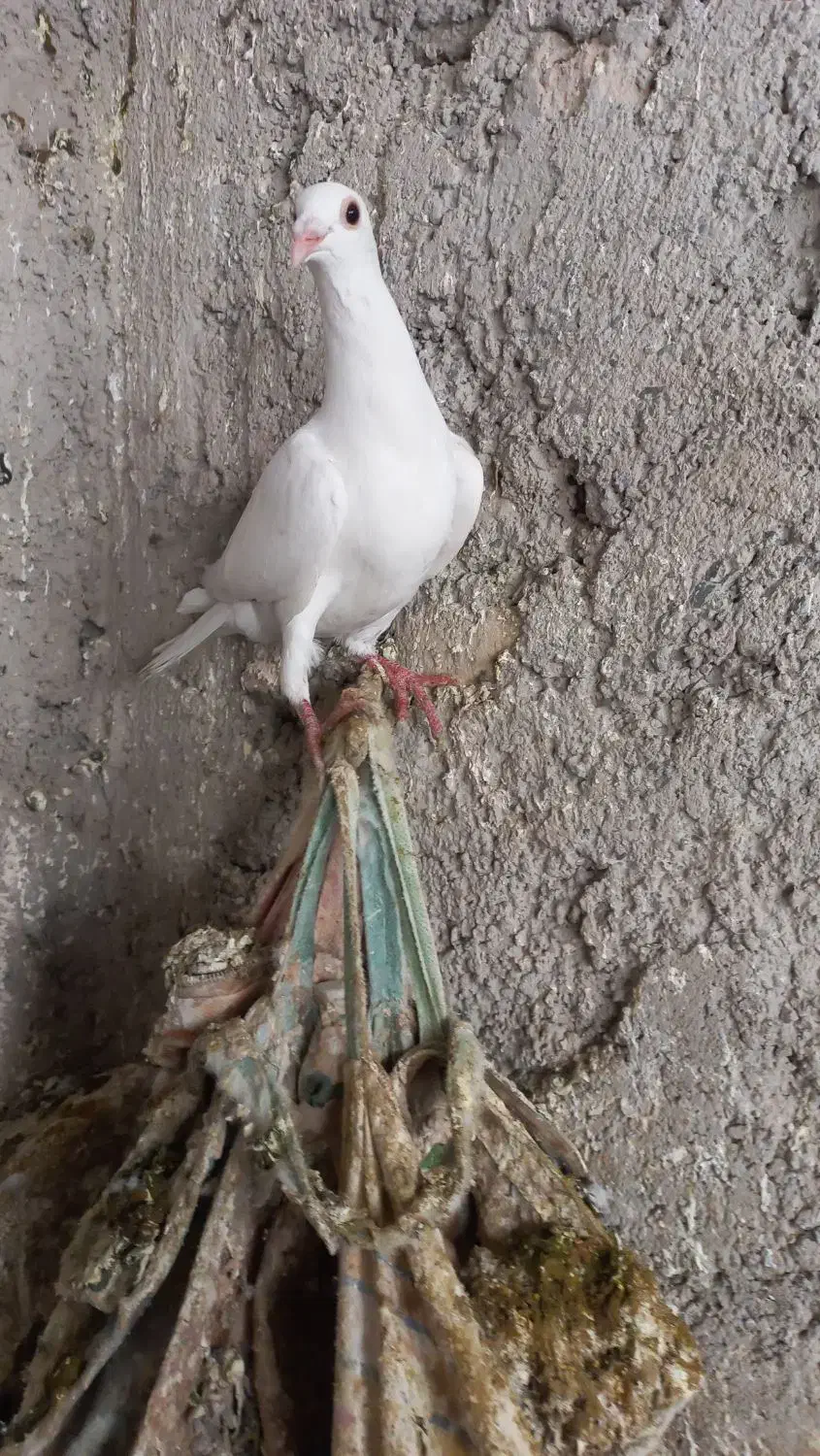 گرفتنی میزون|پرنده|نیشابور, پاستور|دیوار