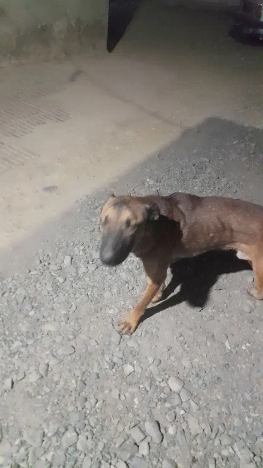 سگ واگزار|سگ|جیرفت, |دیوار