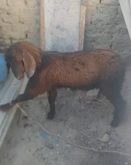 گوسفند پاچن|حیوانات مزرعه|سراوان, |دیوار