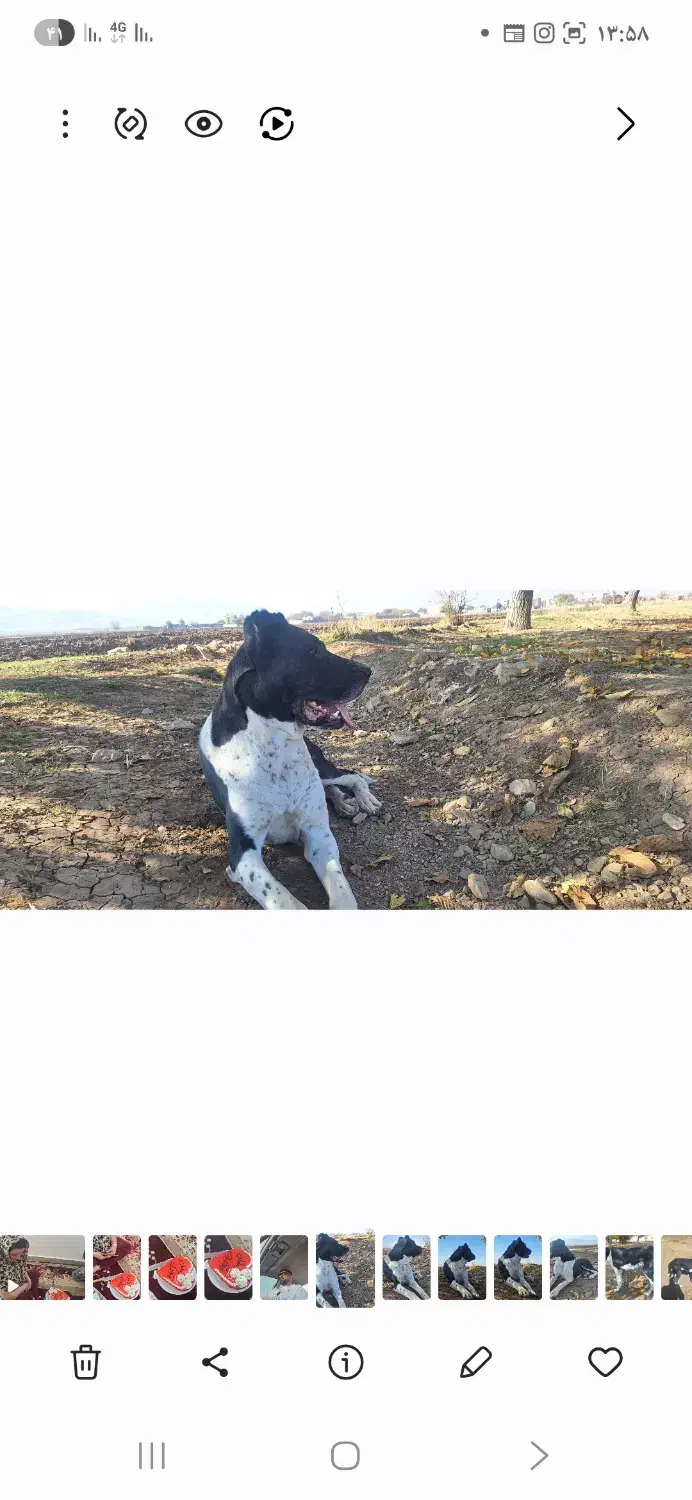 واگذاری ماده سگ 4 ساله|سگ|گیان, |دیوار