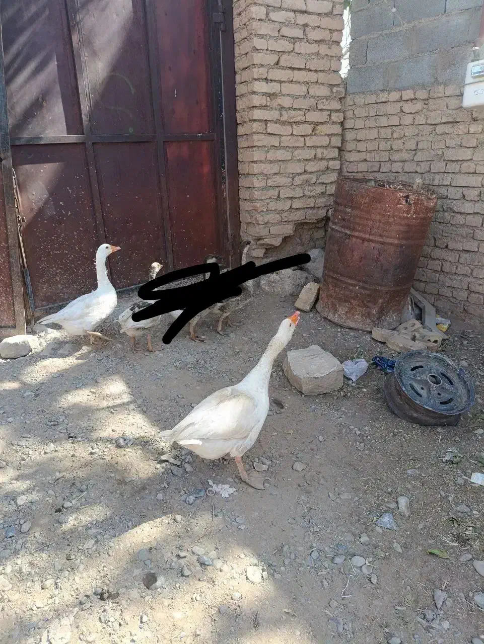 2عدد غاز|حیوانات مزرعه|گلبهار, نوبهار|دیوار