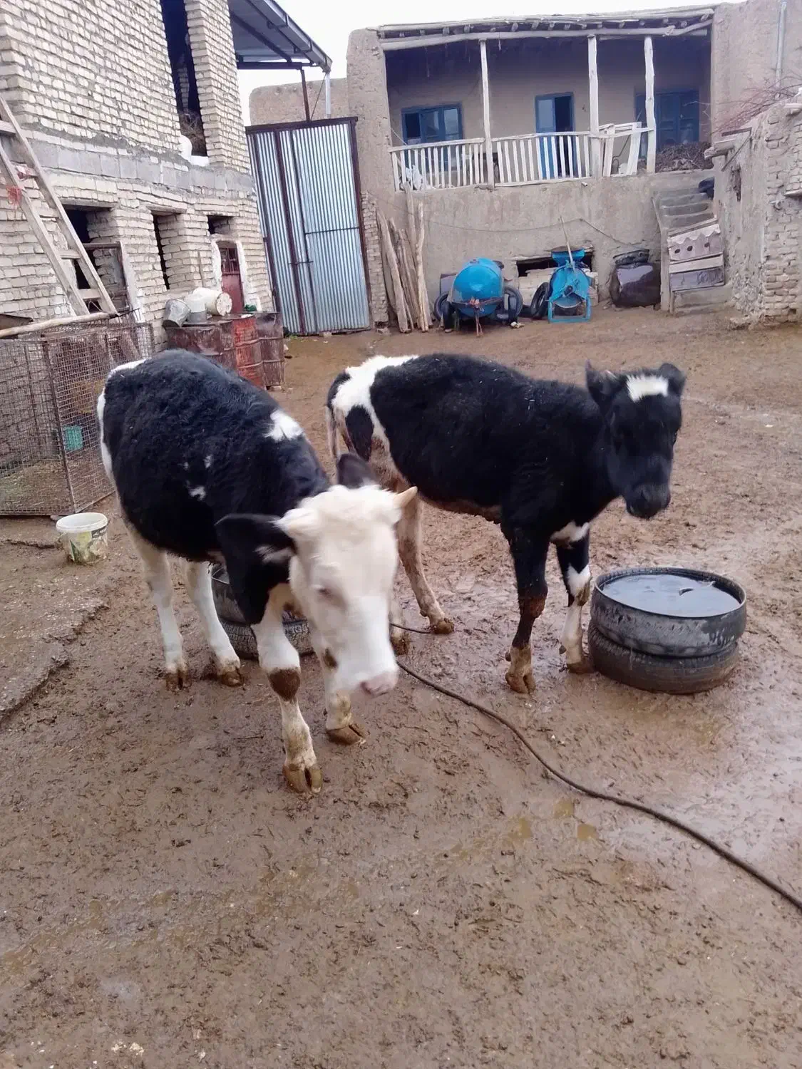 گاو|حیوانات مزرعه|ملایر, |دیوار