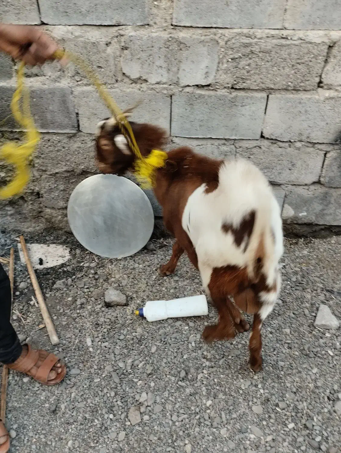 دوعدتت نری بزرگ۱۸۵۰۰ویکی نسبت کوچک۷۵۰۰|حیوانات مزرعه|میناب, |دیوار