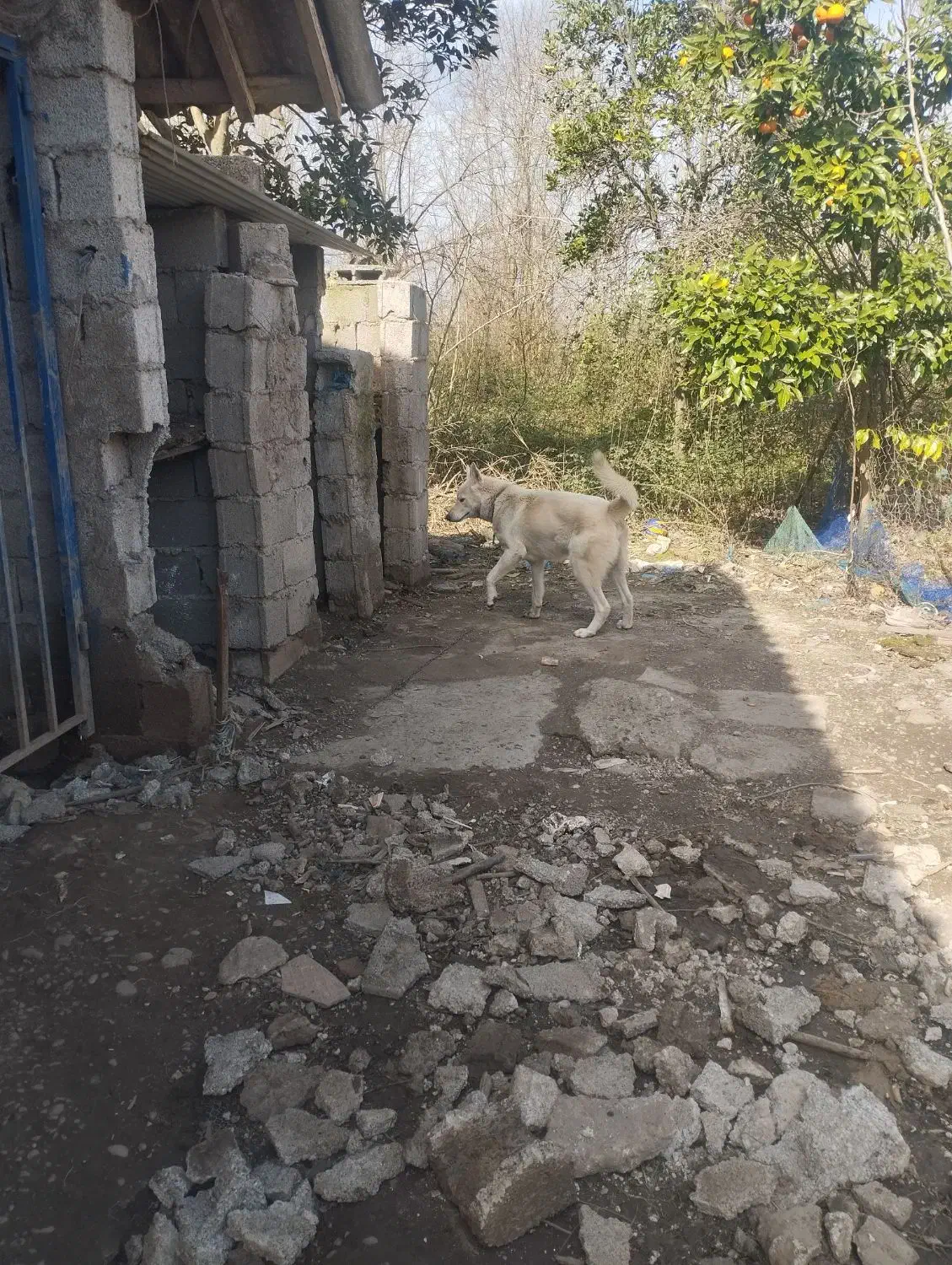 سگ ژرمن|سگ|زیباکنار, |دیوار