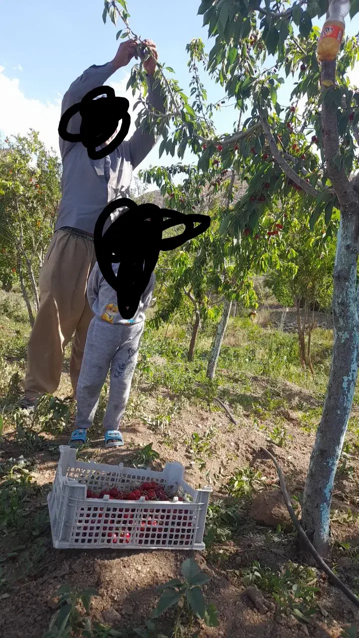 باغ مثمر|فروش زمین و ملک کلنگی|سبزوار, کراب|دیوار