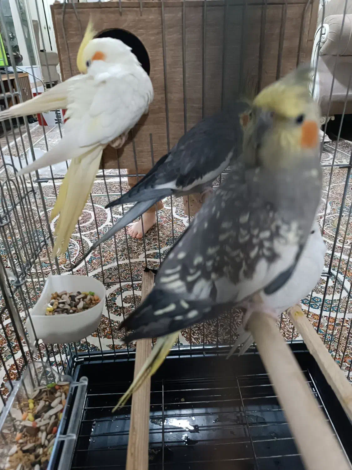 عروس هلندی|پرنده|پاکدشت, پاکدشت (مامازند)|دیوار