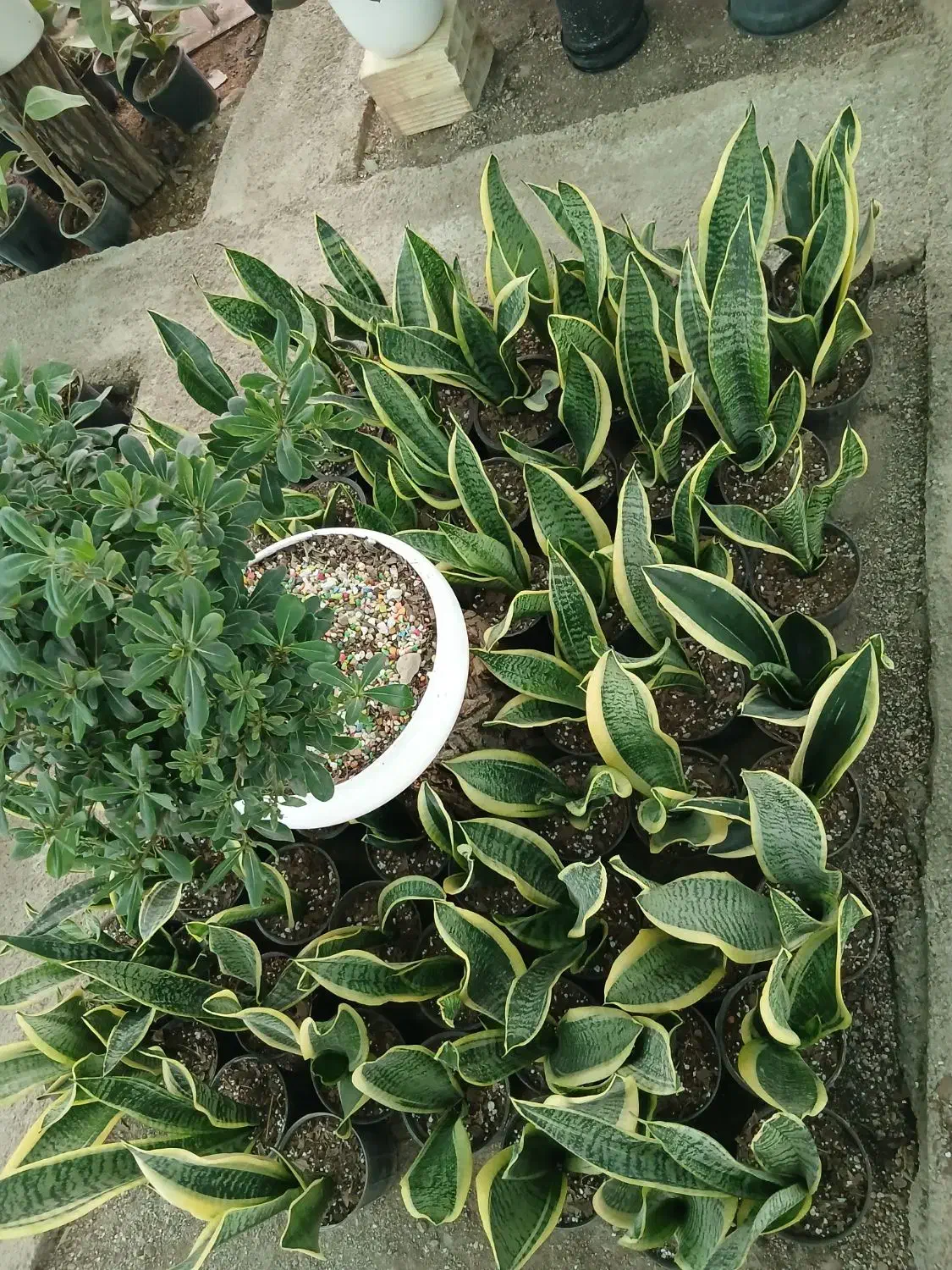 تخفیف ویژه به مناسبت روز مادر|گل و گیاه طبیعی|شیراز, باغ تخت|دیوار