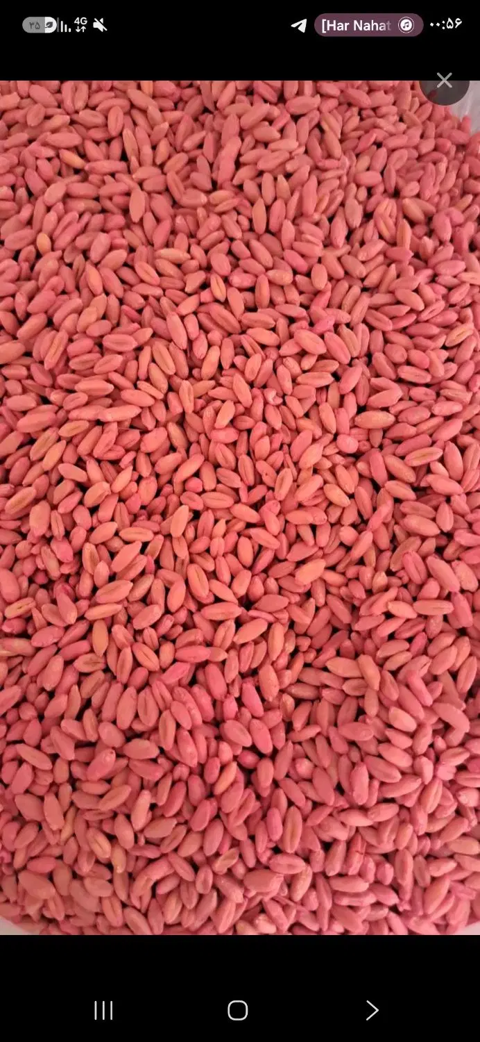 گندم|خوردنی و آشامیدنی|اسلامآباد غرب, |دیوار
