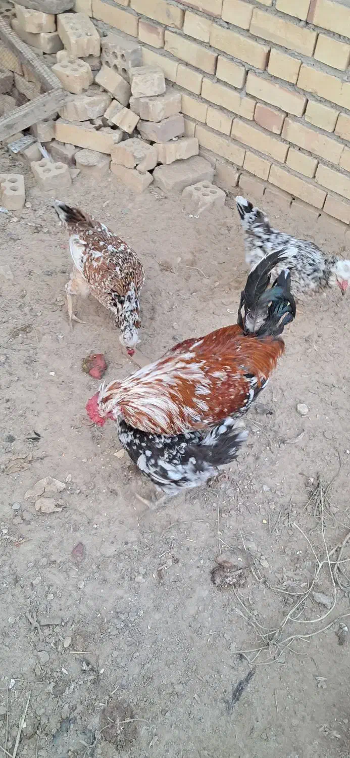 تخم مرغ های گلین|حیوانات مزرعه|کلاله, |دیوار