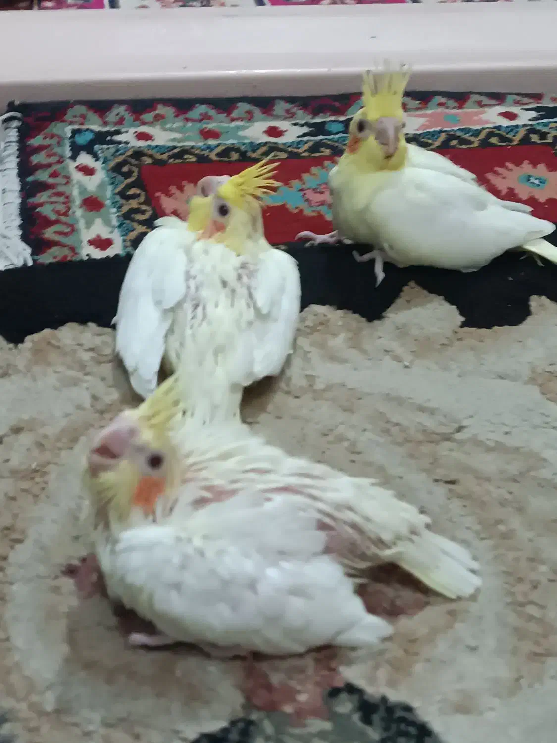 جوجه عروس هلندی|پرنده|تهران, جیحون|دیوار