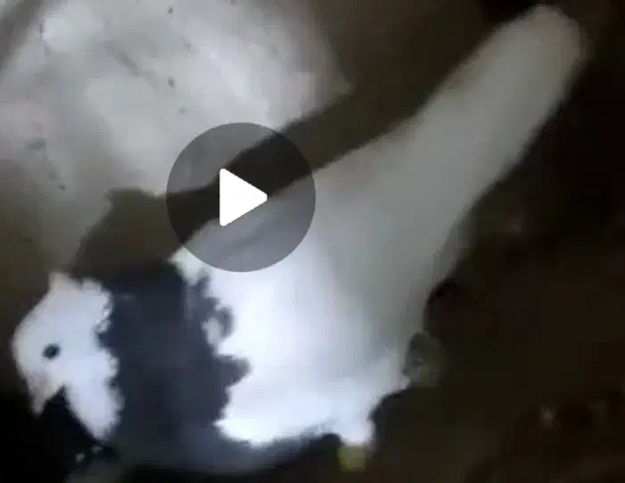 طوقی سیاه گونه دار|پرنده|قزوین, |دیوار