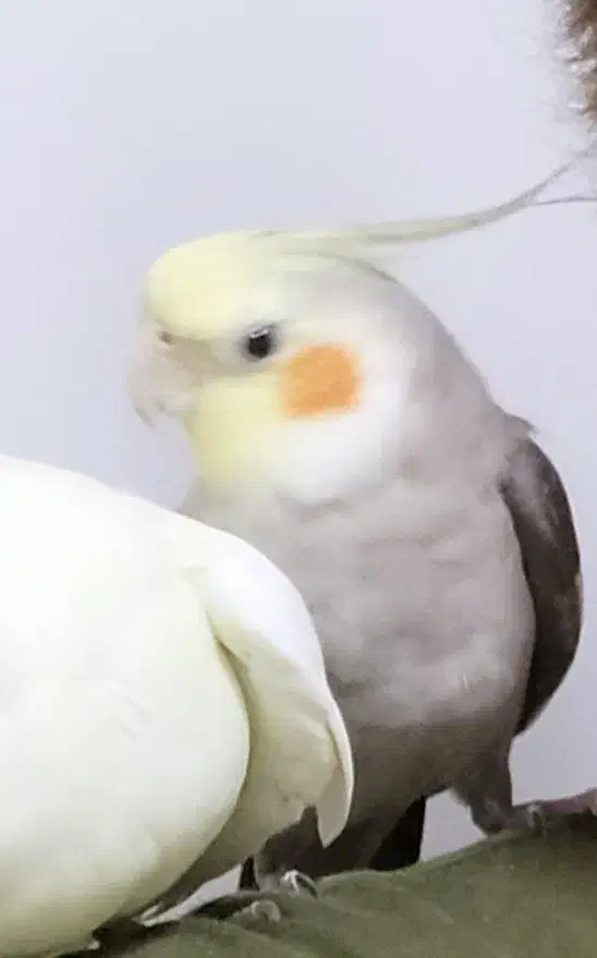 عروس هلندی گم کردم|حیوانات|کاشان, فاز ۲ ناجی آباد|دیوار