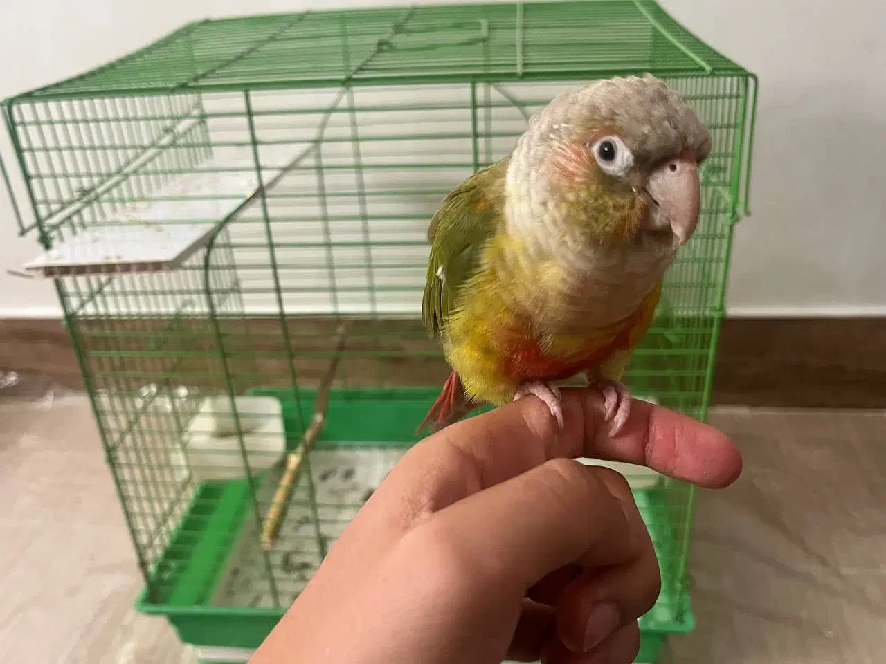 طوطی گرینچیک|پرنده|شهرکرد, |دیوار