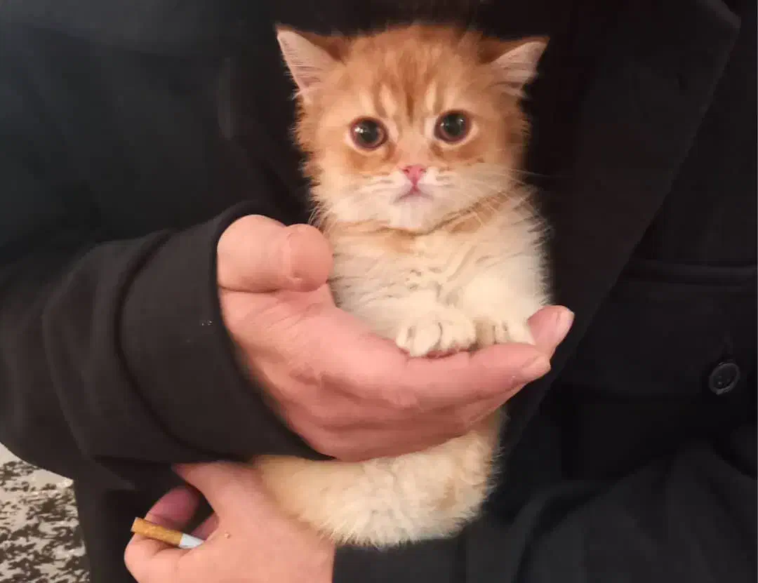 توله گربه بریتیش گلد|گربه|تبریز, |دیوار