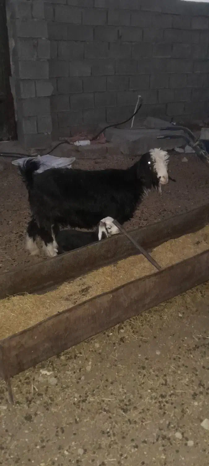 بز وبزغاله|حیوانات مزرعه|دهلران, |دیوار