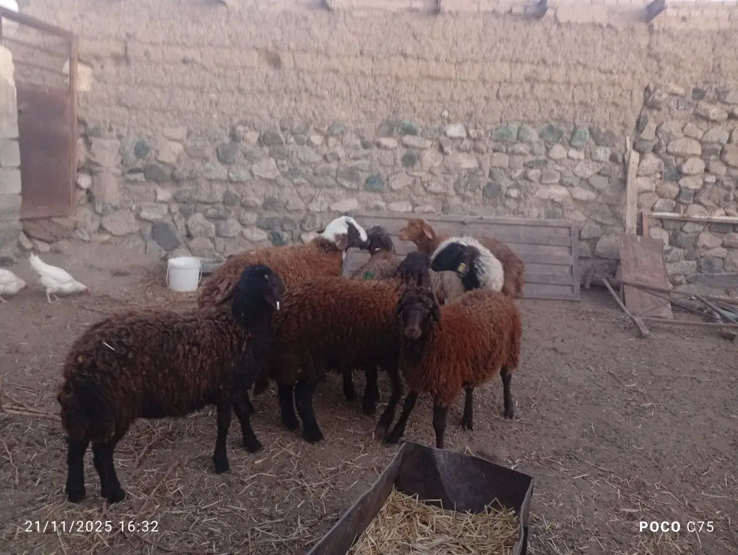 8راس بره‌نر|حیوانات مزرعه|سبزوار, رباط|دیوار