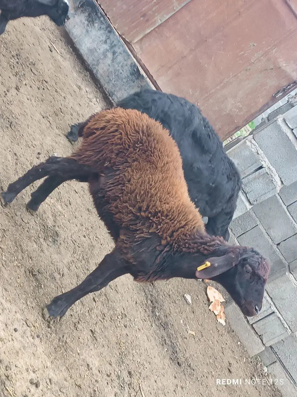 بره ماده|حیوانات مزرعه|تاتار علیا, |دیوار