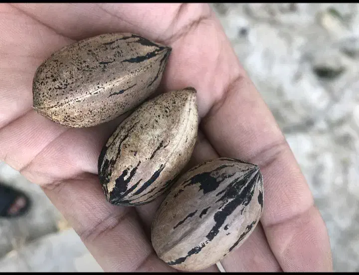 گردو پکان گرمسیری ، نهالستان ، نهال ، درخت در مشهد|گل و گیاه طبیعی|مشهد, خواجه ربیع|دیوار