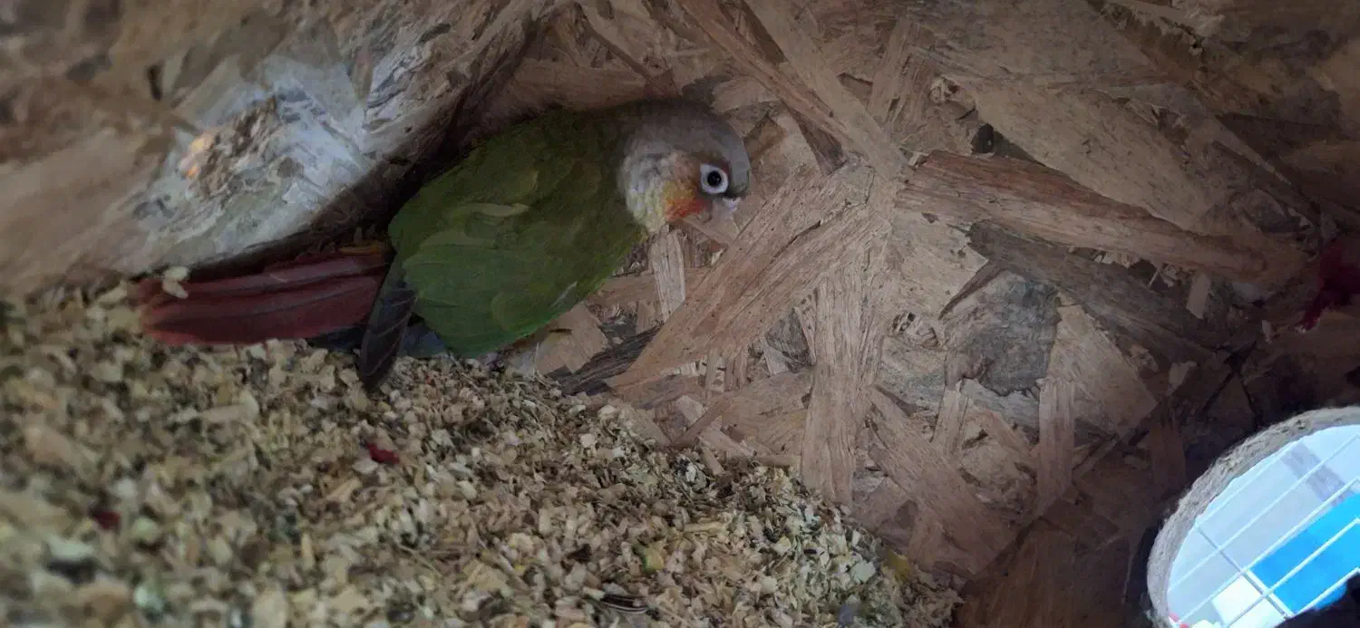 پرنده|پرنده|کرباسک, |دیوار