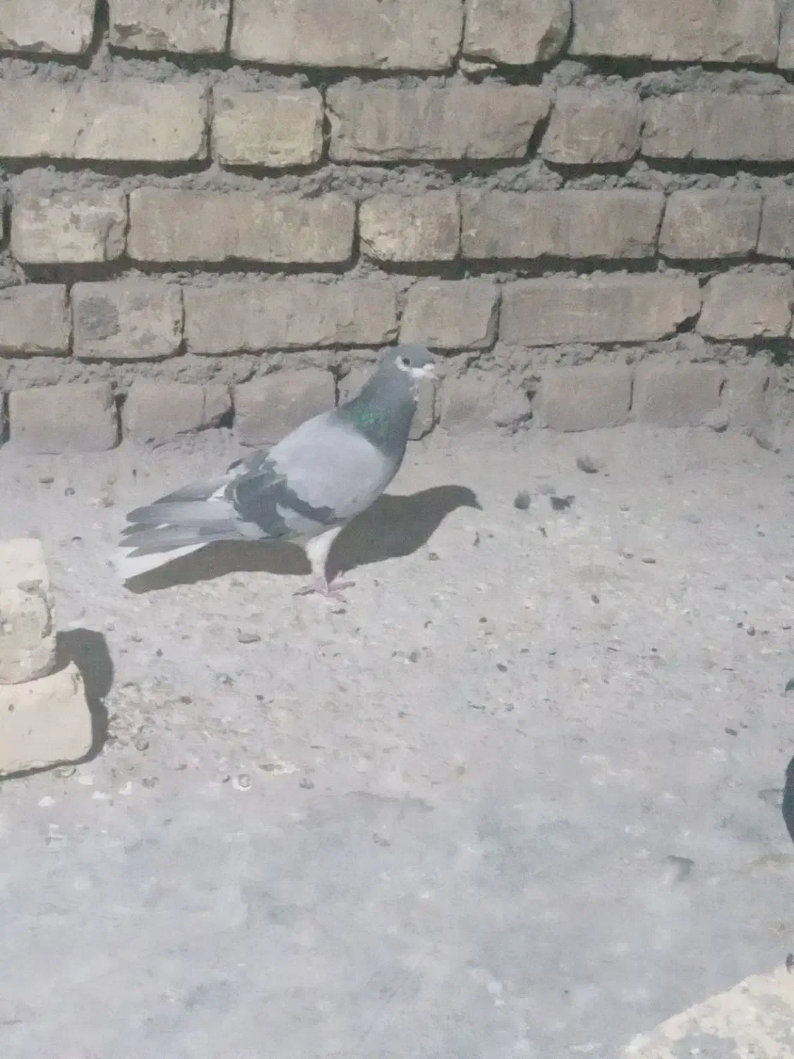 دمگیر|پرنده|اصفهان, دارک|دیوار