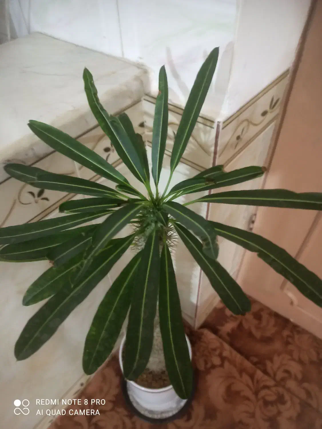 گل نخل ماداگاسکار با گلدان|گل و گیاه طبیعی|کرمانشاه, |دیوار