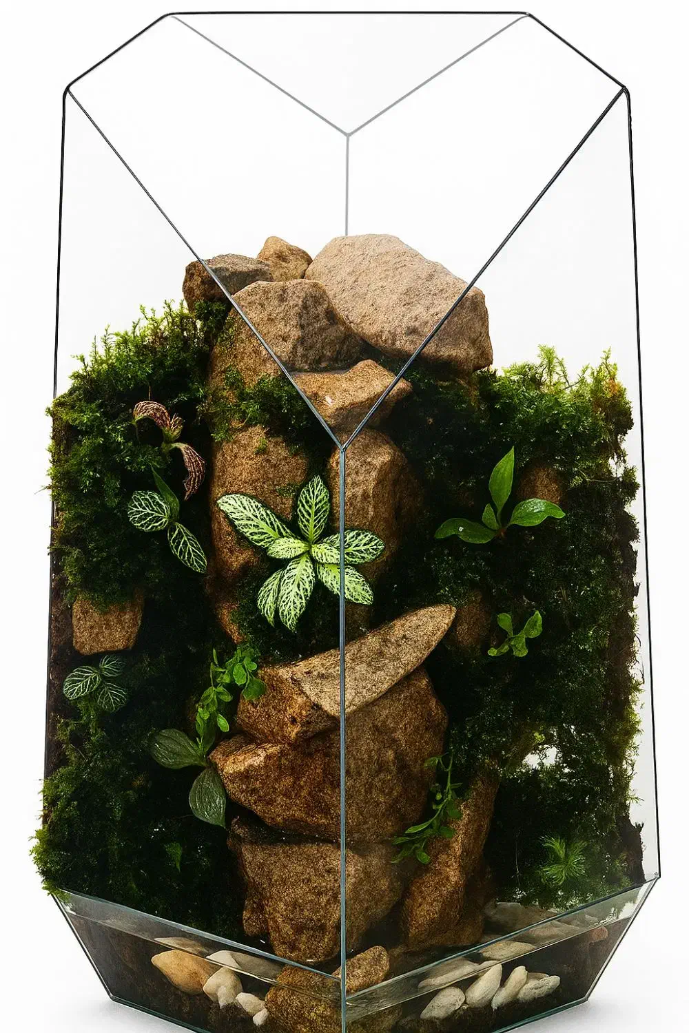 انواع تراریوم|گل و گیاه طبیعی|تبریز, |دیوار