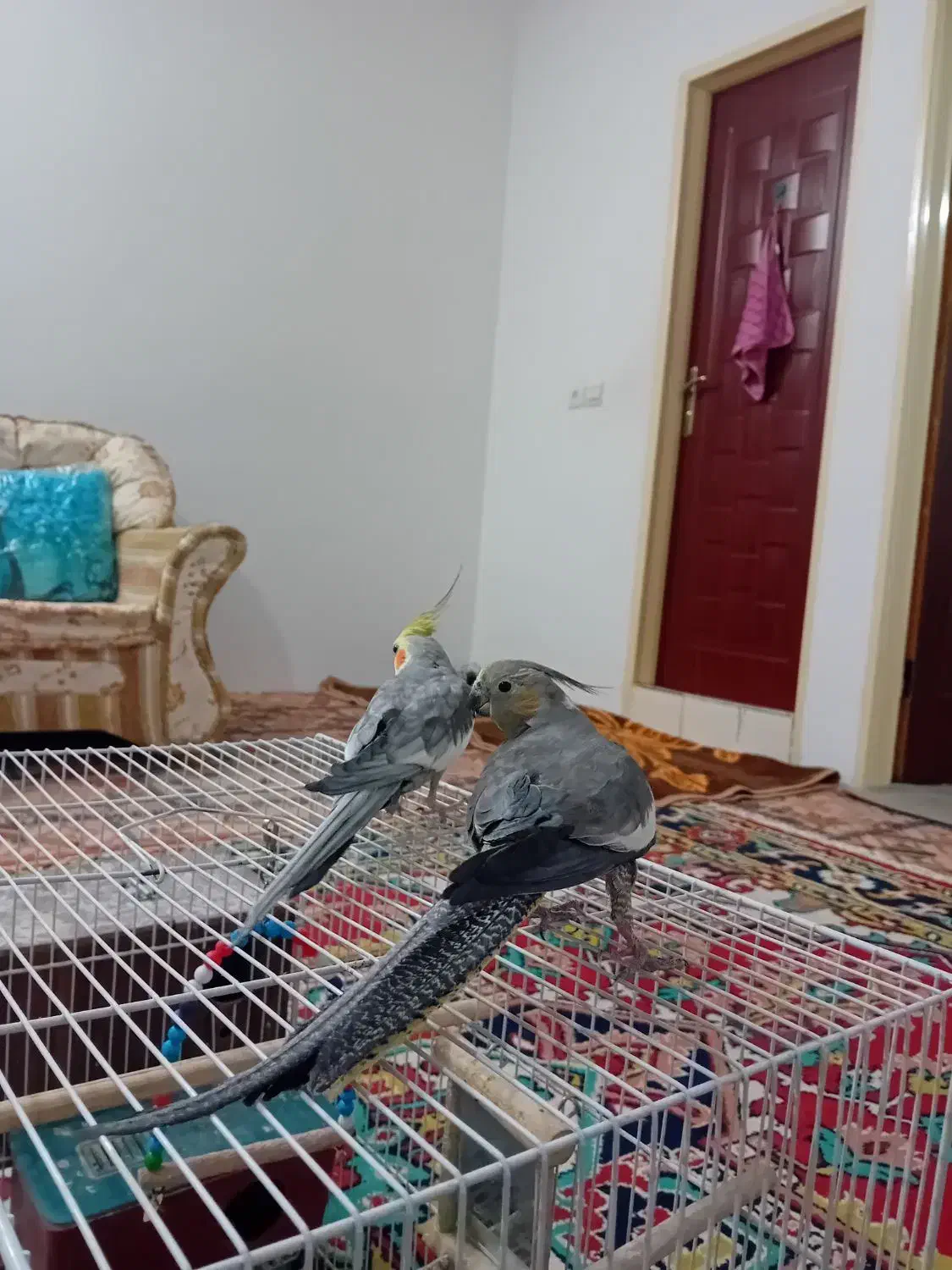 عروس هلندی نرو ماده|پرنده|مشهد, شهرک مهرگان|دیوار