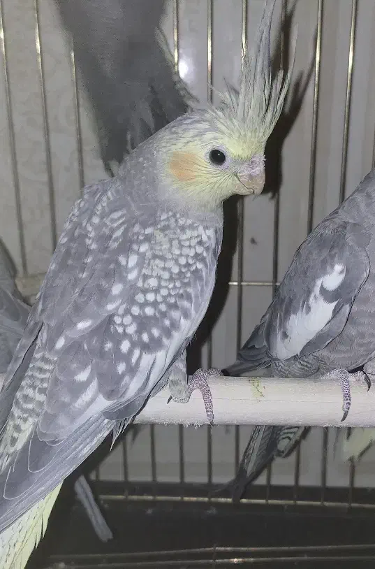 عروس خالخالی|پرنده|مشگین شهر, |دیوار