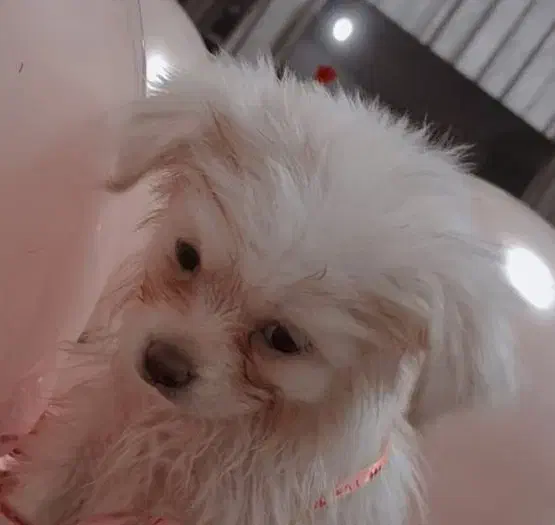 سگ پا کوتاه ناز|سگ|قدس, شهرقدس|دیوار