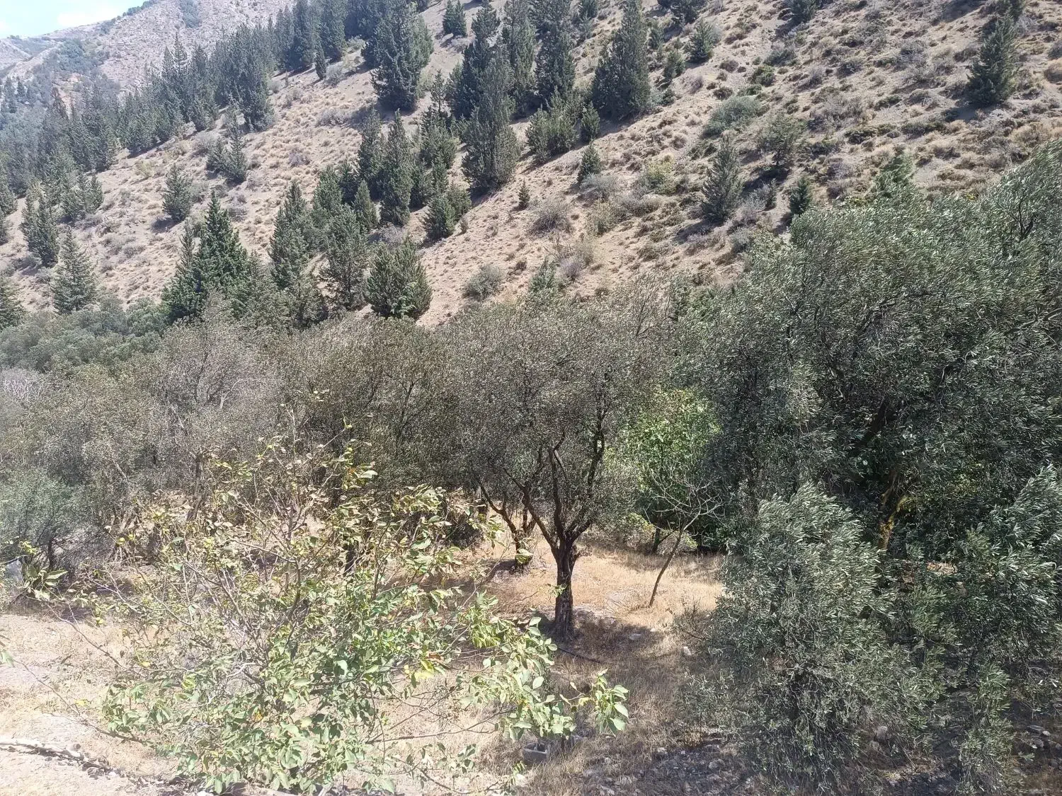 زمین زراعی با بنای احداثی (ساختمان گاوداری )|فروش خانه و ویلا|رودبار, |دیوار