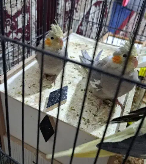 عروس هلندی|پرنده|چمران, |دیوار