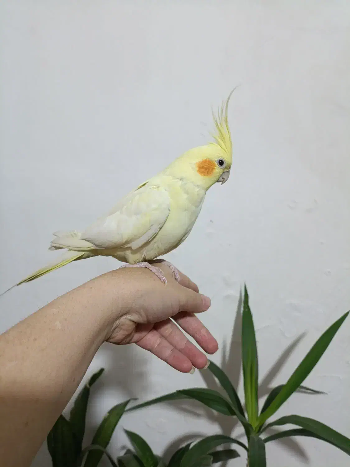 عروس هلندی|پرنده|فردیس, شهرک ۱۱۰|دیوار