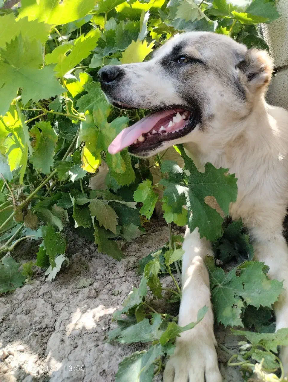 سگ نگهبان|سگ|آزادشهر, |دیوار