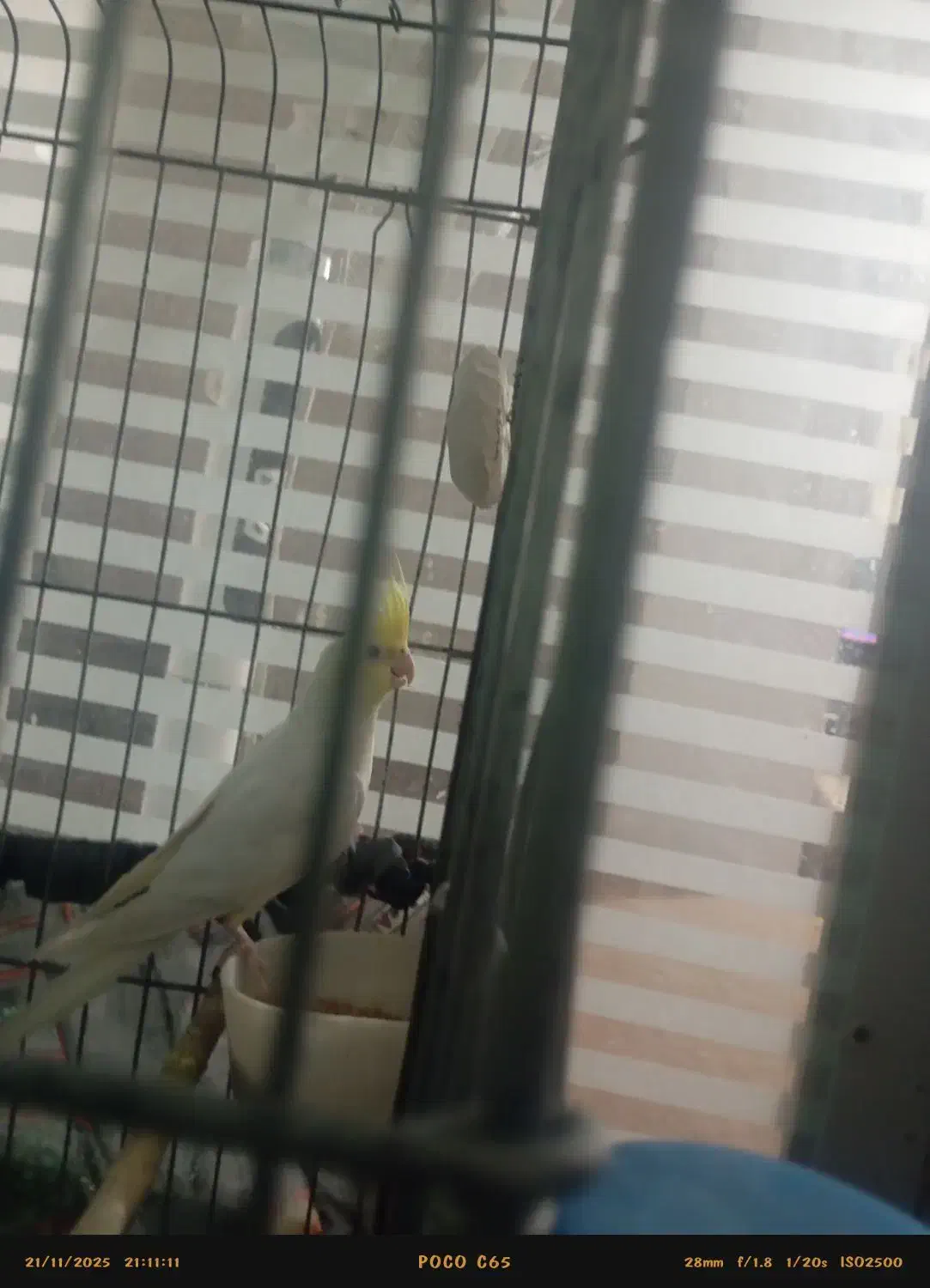 عروس هلندی بالغ|پرنده|پاکدشت, پاکدشت (مامازند)|دیوار