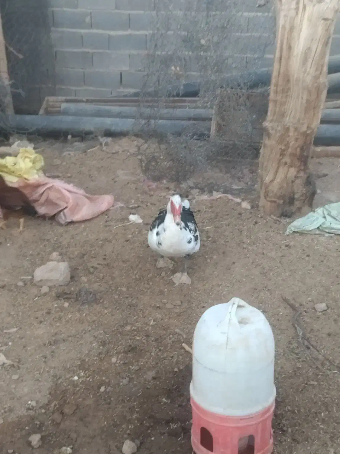 گمشده|حیوانات|بوژگان, |دیوار