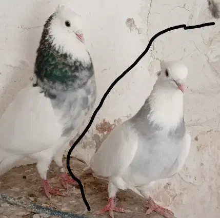 کفتر طوقی|پرنده|اردکان, |دیوار