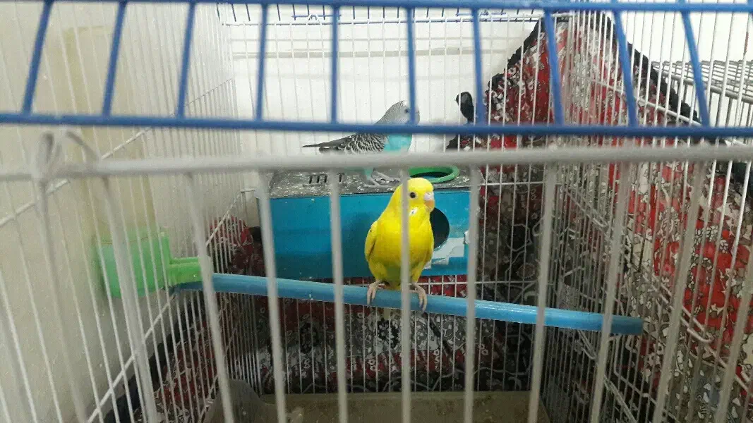 دوعد مرغ عشق زیبا نروماده جفت ۴۵۰|پرنده|برخوار, |دیوار