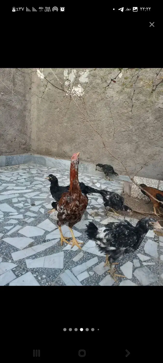 جوجه و مرغ لاری|حیوانات مزرعه|نوشهر, |دیوار