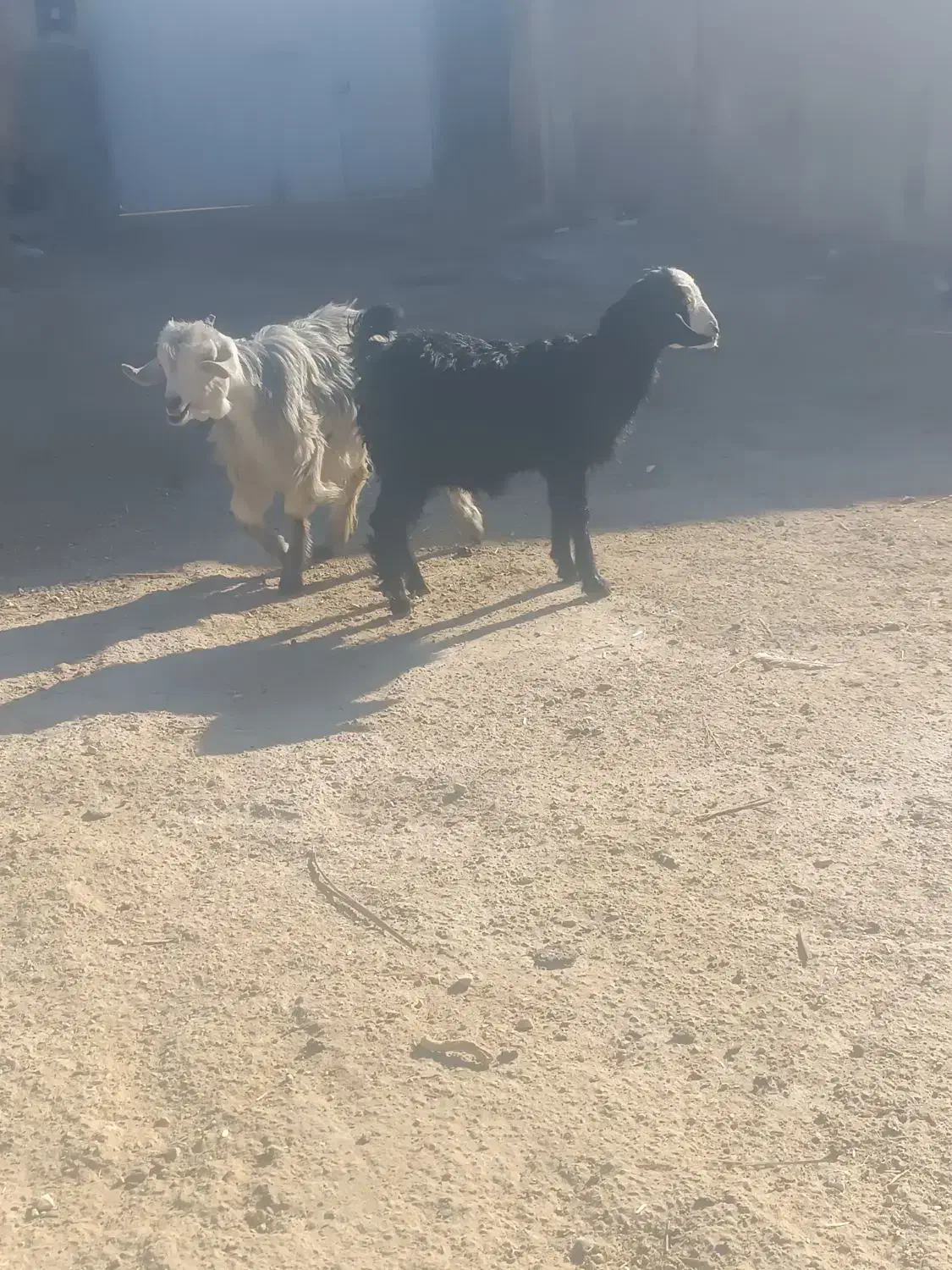 دو عدد کهره|حیوانات مزرعه|شیراز, سینما سعدی|دیوار