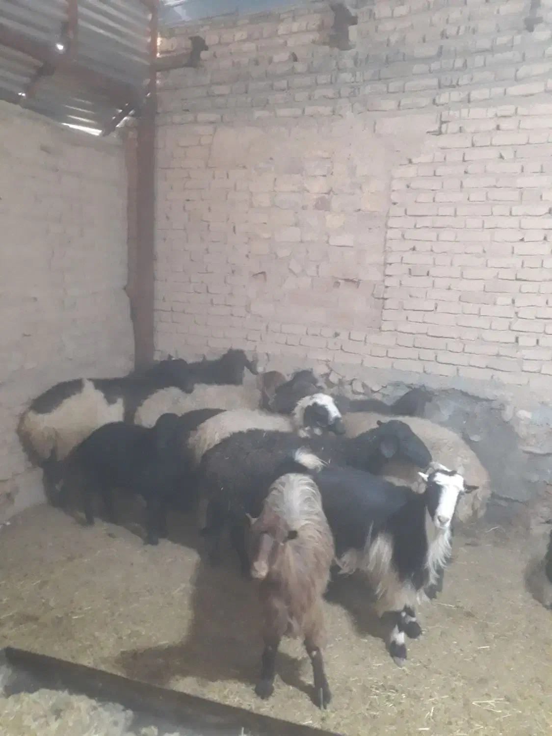 میش.بز.بره.بزغاله|حیوانات مزرعه|قم, پردیسان|دیوار